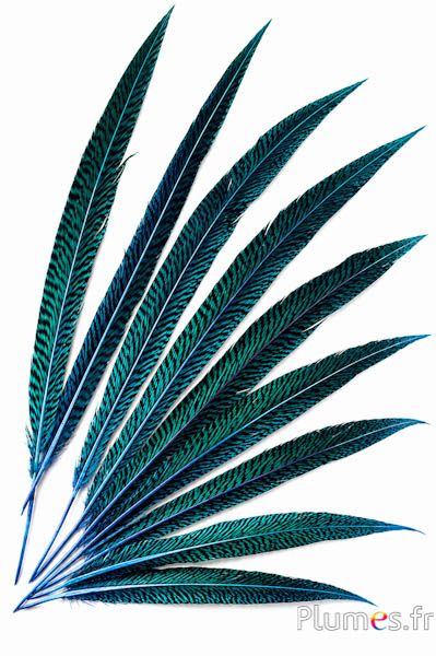 Fagiano dorato - 20-35 cm - turchese
